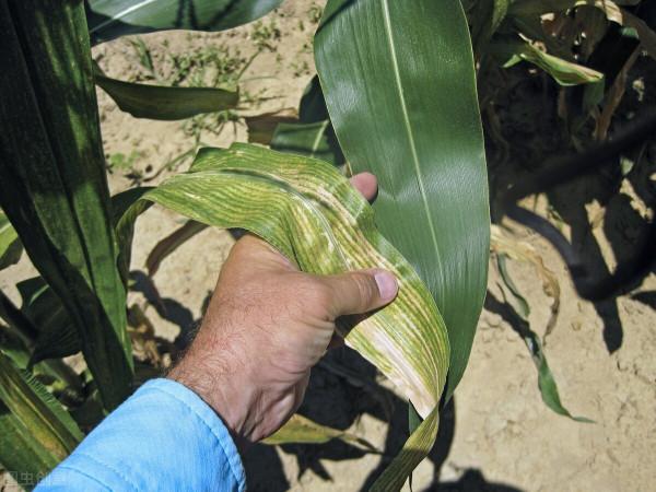 推翻玉米常規選種的6大錯誤習慣！到底如何選種，玉米產量最高？