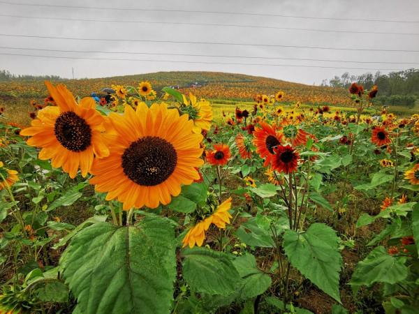 細雨霏霏,北京這7個公園今日遊客過萬 細雨霏霏,北京這7個公園今日遊客過萬