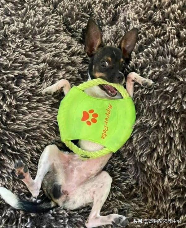 罕見畸形狗狗，許多獸醫沒把握，直到遇見他們，竟真有奇蹟