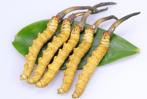 冬蟲夏草對肝腎、支氣管哮喘等常見病症,效果竟然這樣好 冬蟲夏草對肝腎、支氣管哮喘等常見病症,效果竟然這樣好