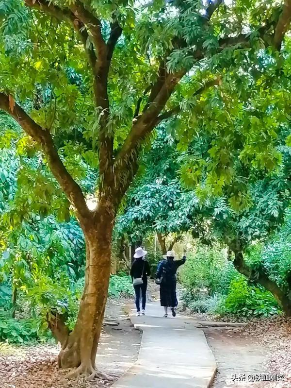 我用800字簡介西雙版納景洪市區10個免費遊景點 我用800字簡介西雙版納景洪市區10個免費遊景點