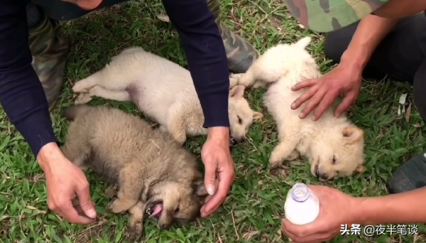 三隻小狗被眼鏡蛇咬傷，躺在地上一動不動，還有救嗎？