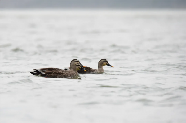 40+張大片!帶你領略這裡的“鳥禽圖鑑”! 40+張大片!帶你領略這裡的“鳥禽圖鑑”!