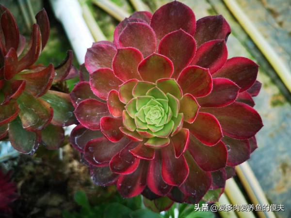 適合我們南方煉獄區的多肉推薦這些，養護簡單度夏輕鬆成就感爆棚