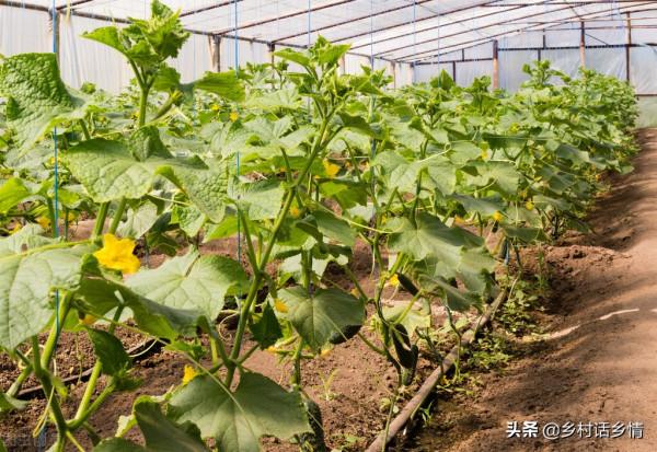 三種很普通的藥片用在種植上，比農藥作用更廣，農戶應該掌握