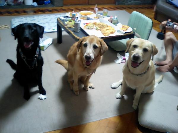 自從養了拉布拉多後，就很難對其它狗心動了