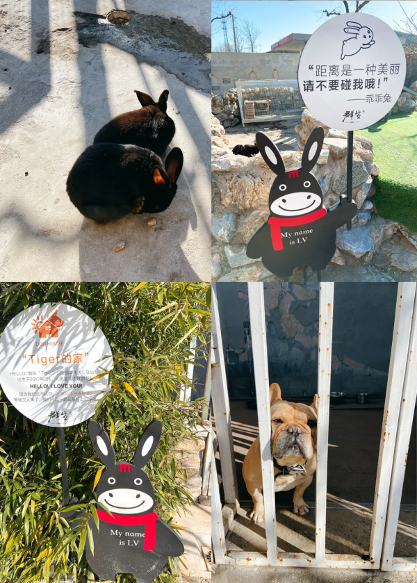 日流水20萬，它在院裡賣驢肉，小院餐飲正悄悄走火