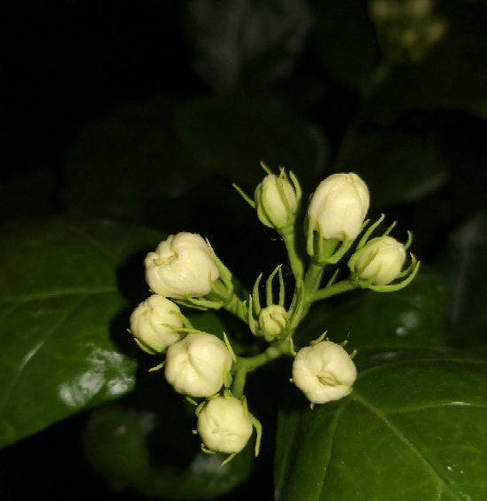 3種花特喜歡太陽，夏天曬曬長得旺，開花多多