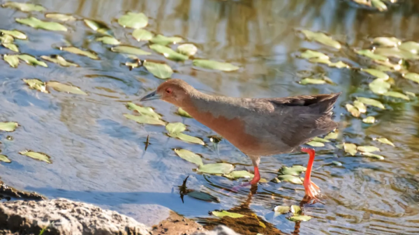 山西鳥類圖鑑 | ​紅胸田雞 山西鳥類圖鑑 | ​紅胸田雞