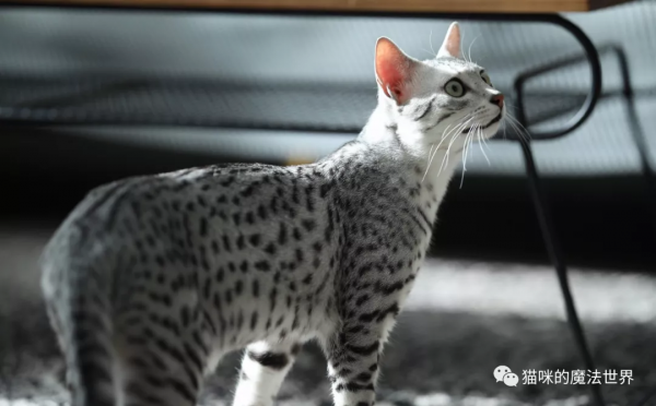 貓咪品種大盤點17：埃及貓