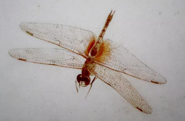 齊白石筆下的飛蟲,精細之極 齊白石筆下的飛蟲,精細之極