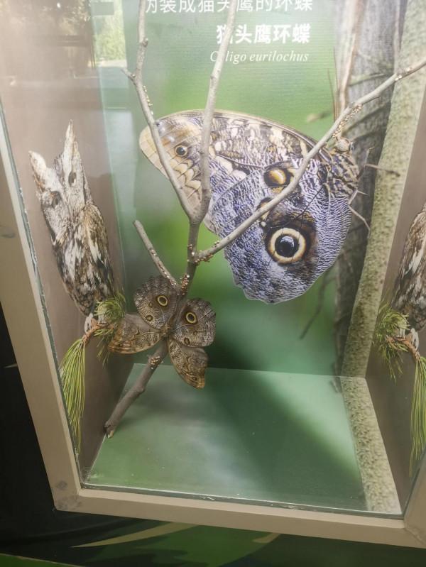 深秋的蝴蝶 深秋的蝴蝶