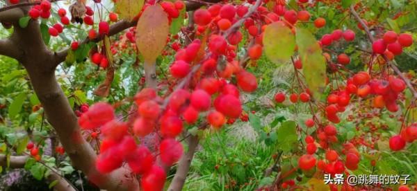 北京世園公園去了N多次還想去，我不會有問題吧？