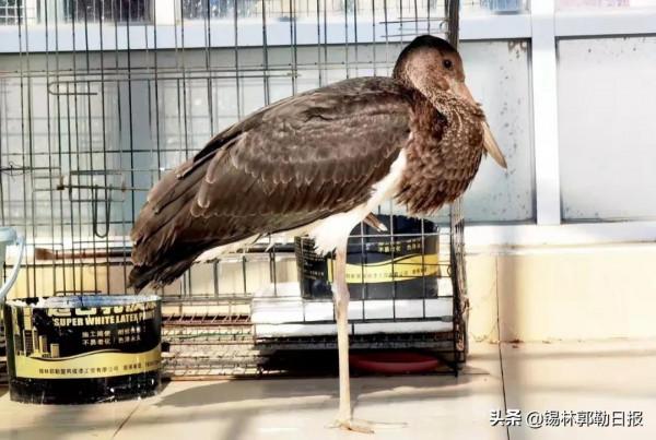 錫盟民警救治一隻“鳥類大熊貓”，全世界僅存2000多隻
