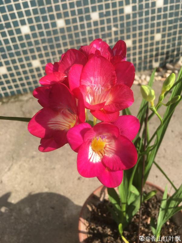 秋冬季缺不了的9種花，南北方都能養，現在準備不算遲