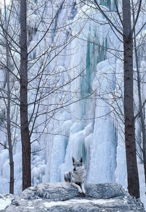 春節假期，昌平這些景點超吸睛，您去哪兒了？