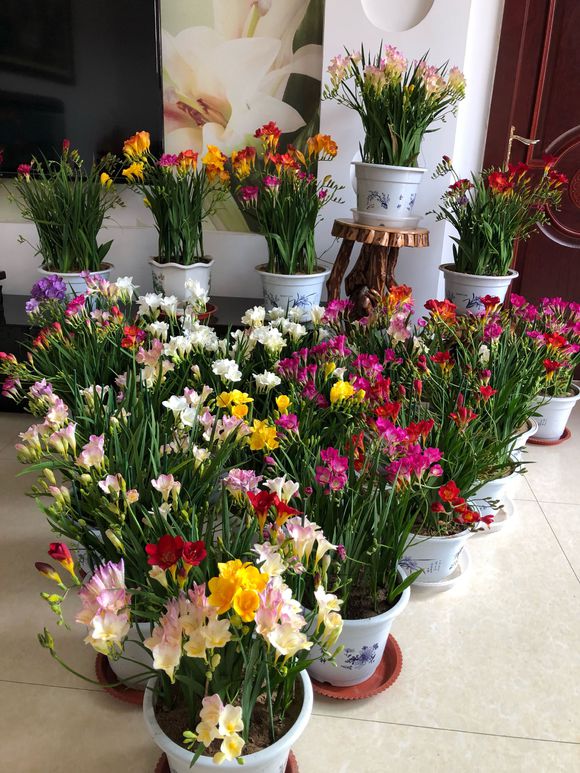 5種花，香氣濃郁，久聚不散，花一開“富貴滿家”