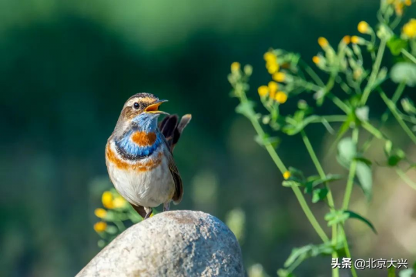 新桌布有了！快來看大興“百鳥圖”