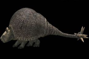 您知道星尾獸嗎？