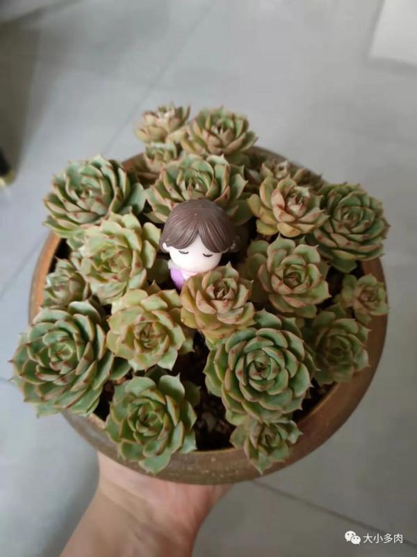 這幾種多肉非常容易爆盆,不知不覺一大盆,非常有成就感 這幾種多肉非常容易爆盆,不知不覺一大盆,非常有成就感
