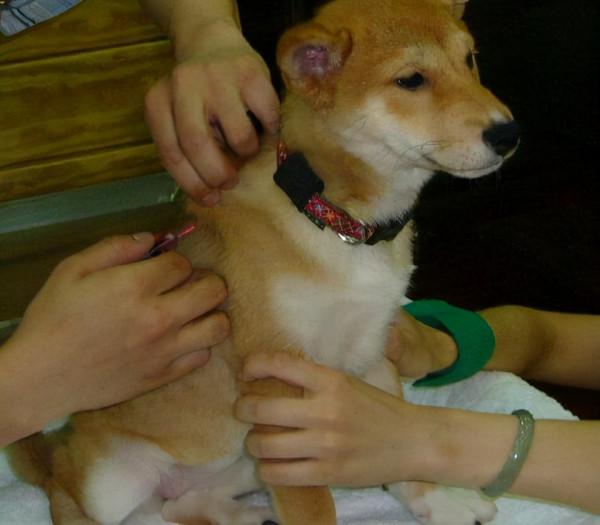 如何消滅狗狗的跳蚤?老祖宗流傳下來的“偏方”,效果很好 如何消滅狗狗的跳蚤?老祖宗流傳下來的“偏方”,效果很好