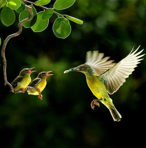 不同種類的“鳥媽媽”有一樣的愛