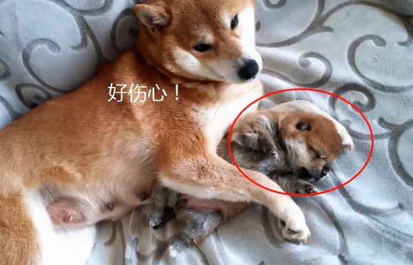 主人想要將幼崽賣掉,柴犬緊緊抱著不肯撒手:別再賣了可以嗎 主人想要將幼崽賣掉,柴犬緊緊抱著不肯撒手:別再賣了可以嗎