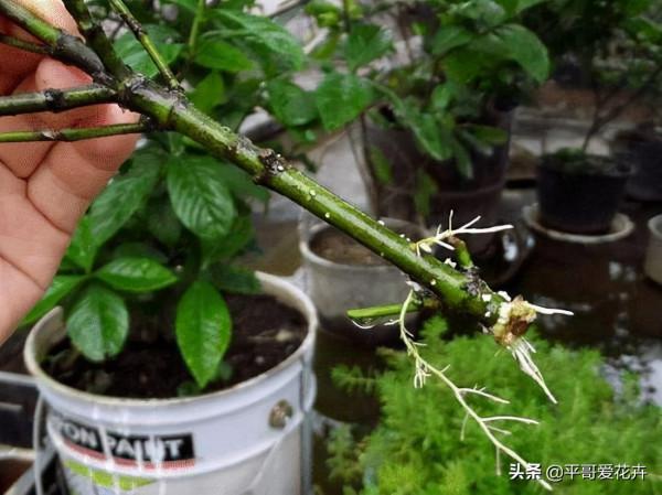 在家自制3種“澆花水”，除病菌、驅蟲子、防爛根，效果特別好