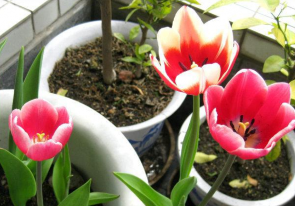 嫌棄養花難，不如就種鬱金香，沾土就活，花開時放屋裡可當薰香