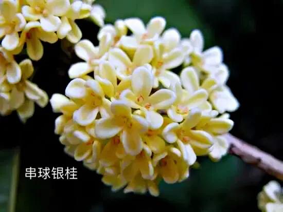 桂花品種分類（附：154個桂花培育品種分類表）