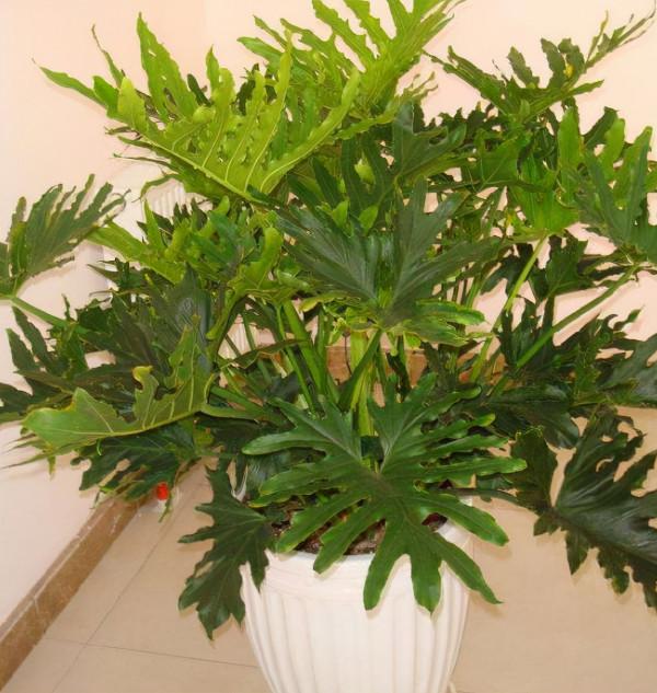 家中客廳首選“4種花”,沉穩大氣、有顏值,淨化空氣一把手 家中客廳首選“4種花”,沉穩大氣、有顏值,淨化空氣一把手