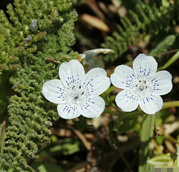 走進藍色海洋,你就是女王!嬰兒的蘭眼睛—喜林草。挺住,別迷路 走進藍色海洋,你就是女王!嬰兒的蘭眼睛—喜林草。挺住,別迷路
