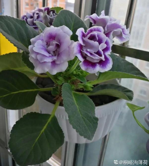 冬天6類花，葉片和花苞別噴水，一噴就爛了