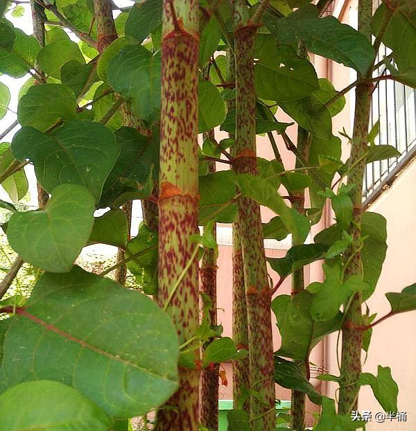 入侵英國導致房價暴跌的日本虎杖,為何我國敢大力種植? 入侵英國導致房價暴跌的日本虎杖,為何我國敢大力種植?