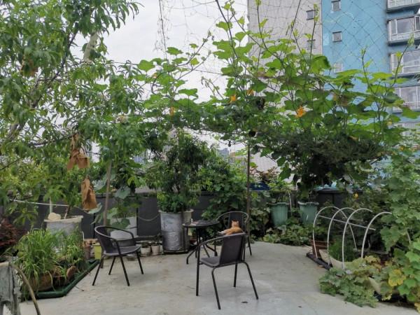 難忘的2021年樓頂菜園(上) 難忘的2021年樓頂菜園(上)