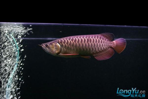 「全紀錄」金龍魚從高背到寶石到高背到B過,最終成為過背金龍魚 「全紀錄」金龍魚從高背到寶石到高背到B過,最終成為過背金龍魚