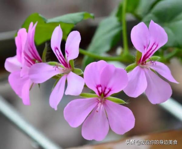 傲霜菊花奪人眼