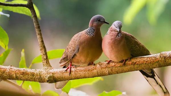 62對愛情鳥大比拼欣賞