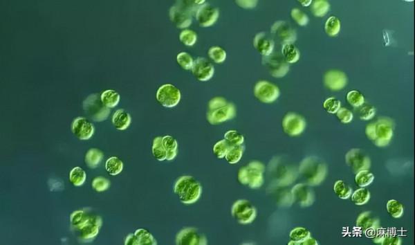 工業大麻的革命性賽道 工業大麻的革命性賽道