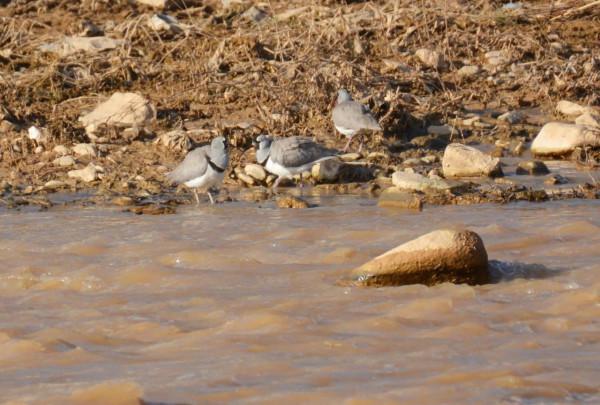 #我與鳥的故事# 䴉嘴鷸