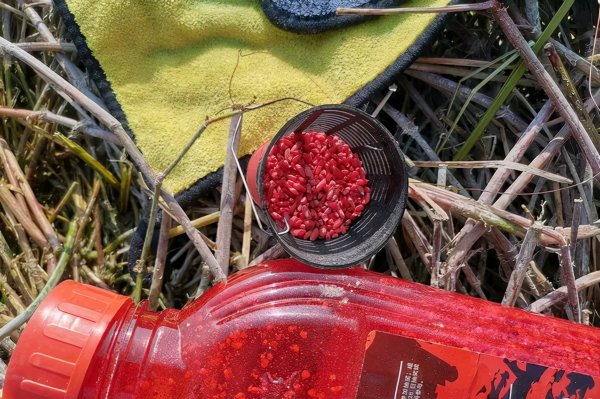 長竿短線釣野河，鯽魚一條接一條