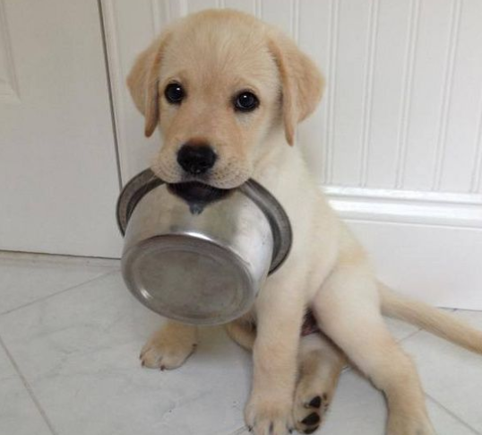 原來養拉布拉多有這麼多好處，難怪那麼多人養