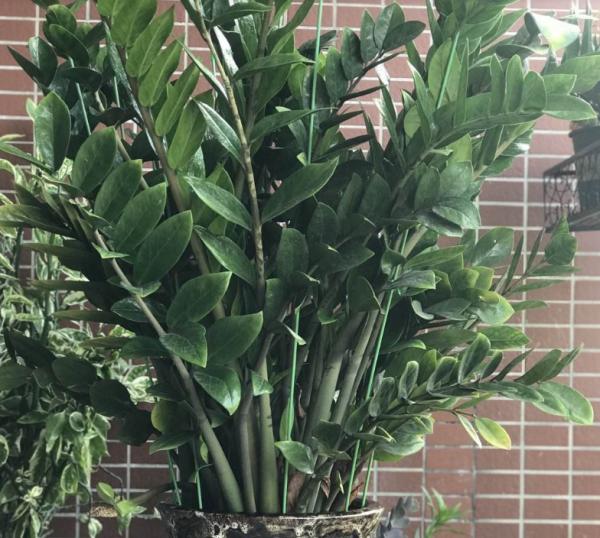 送花是門學問，寓意不好不能送，寓意太好更要小心