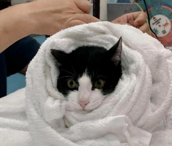 女子帶奶牛貓去診所治療，空氣頓時都安靜了：咋“撞衫”了呢？