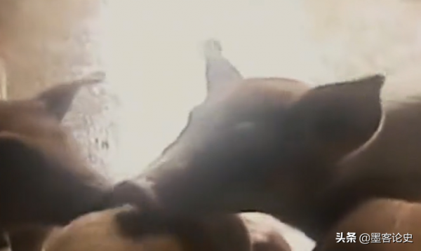 真實故事:江西56歲老農遇怪事,殺豬發現&quot;豬寶&quot;,專家調查揭開真相