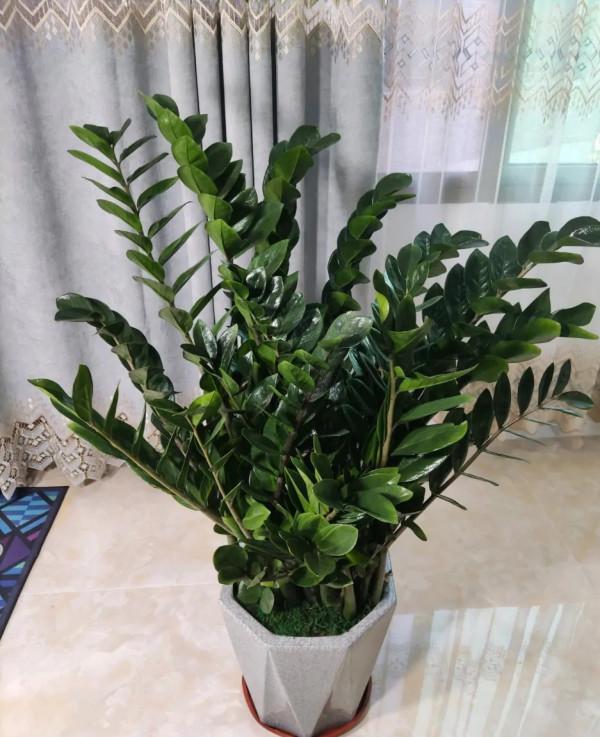 7種“吉利花”,家裡養一盆,順順當當又漂亮,養人又旺家 7種“吉利花”,家裡養一盆,順順當當又漂亮,養人又旺家