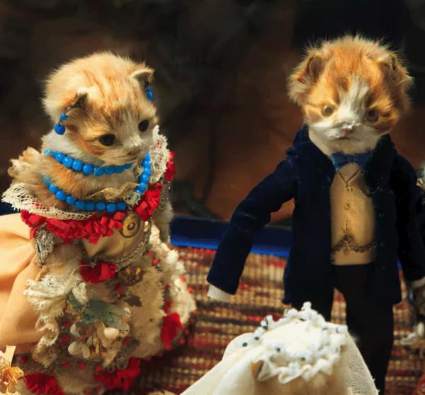 貓咪去世後被主人做成無人機，貓：沒想到死後還有一劫...