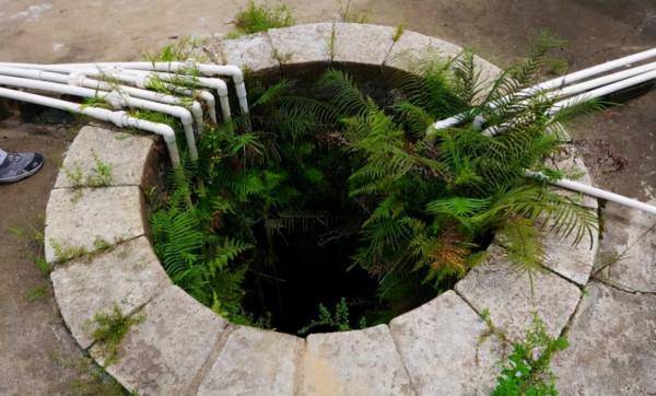 農村井邊長有“護水草”，以前多到來餵豬，如今碰到都是“走運”