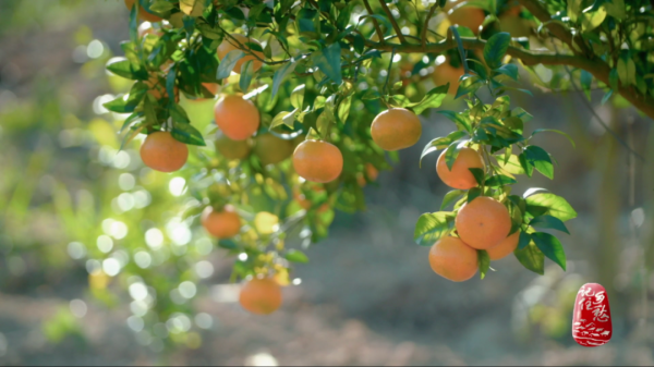 湖南沙洲村：一座因善而美的小山村