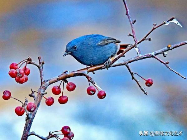 「百將文化」攝影 | 紅尾水鴝，雌雄親鳥共同育雛